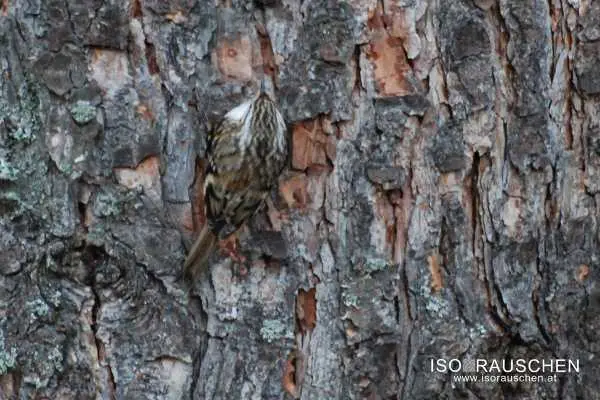 Bild von Kennst du diese V&ouml;gel?