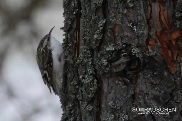 Bild von Kennst du diese V&ouml;gel?