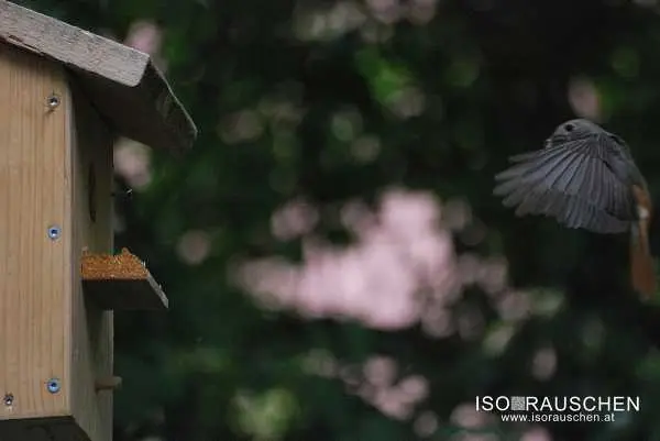 Bild von Kennst du diese V&ouml;gel?