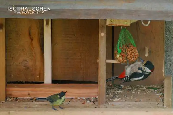 Bild von Kennst du diese V&ouml;gel?