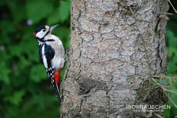 Bild von Kennst du diese V&ouml;gel?