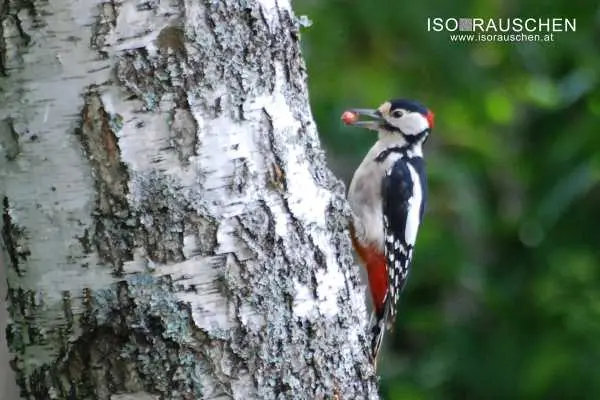 Bild von Kennst du diese V&ouml;gel?