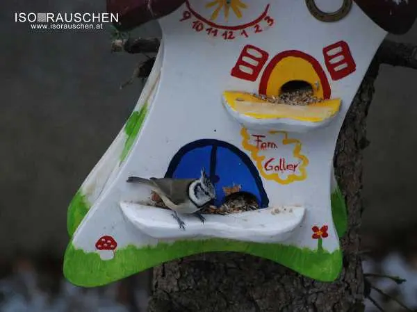Bild von Kennst du diese V&ouml;gel?