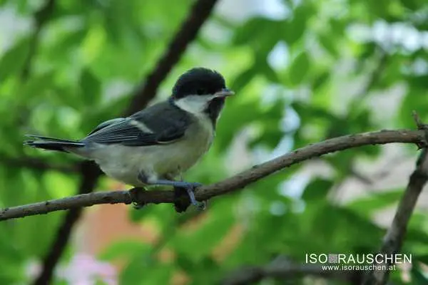 Bild von Kennst du diese V&ouml;gel?