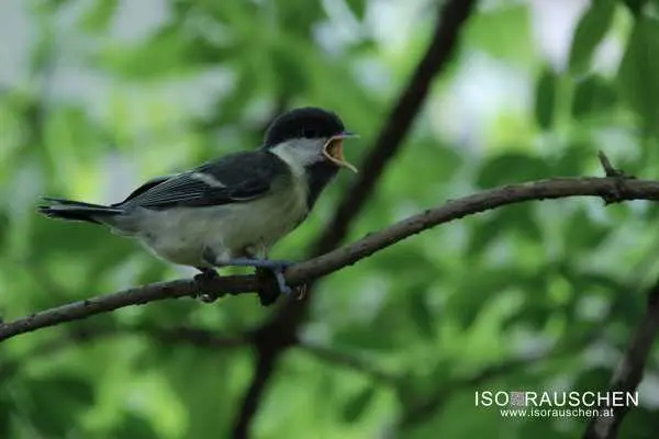 Bild von Kennst du diese V&ouml;gel?