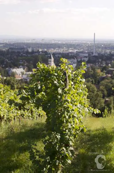 Bild von Wien entdecken III