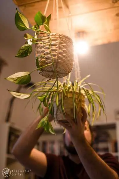 Bild von A blog post a day VII - H&auml;ngende H&auml;ngepflanzen