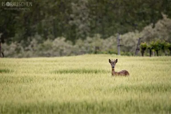 Bild von Amazing Places I