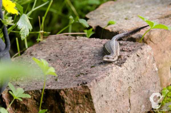 Bild von Bbq, Bergluft, Mountaincart