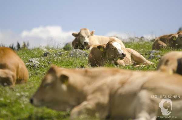 Bild von Bbq, Bergluft, Mountaincart