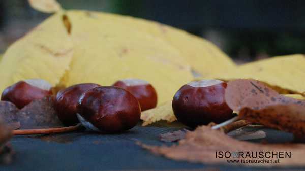 Bild von Das Mariazellerland im Herbst