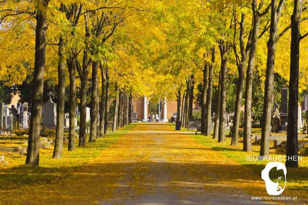 Bild von Friedhöfe Wiens