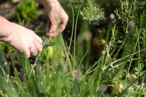 Bild von Grillen mal anders - Rubs, Marinaden und Mops