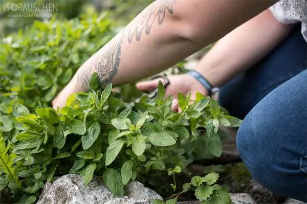 Bild von Grillen mal anders - Rubs, Marinaden und Mops