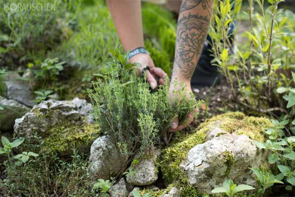 Bild von Grillen mal anders - Rubs, Marinaden und Mops