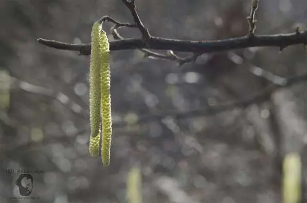 Bild von Helios 44-2