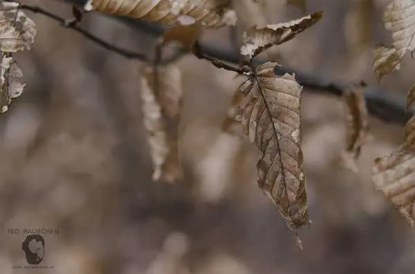 Bild von Helios 44-2