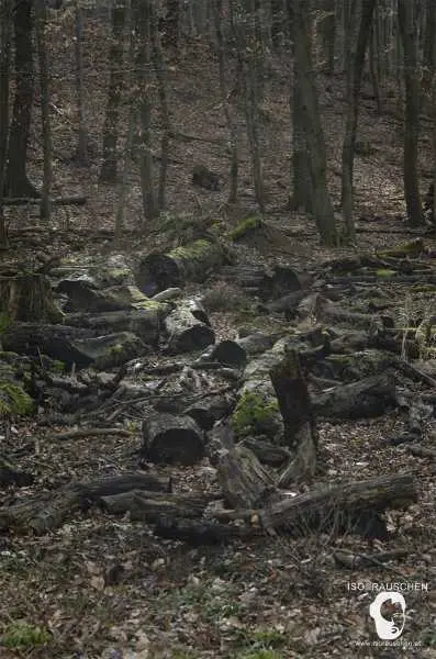 Bild von Helios 44-2
