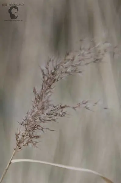 Bild von Helios 44-2