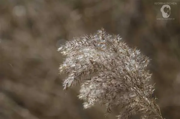 Bild von Helios 44-2