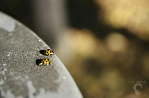 Bild von Herbst im T&uuml;rkenschanzpark