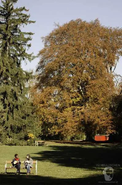 Bild von Herbst im T&uuml;rkenschanzpark