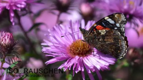 Bild von Schmetterling