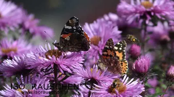 Bild von Schmetterling