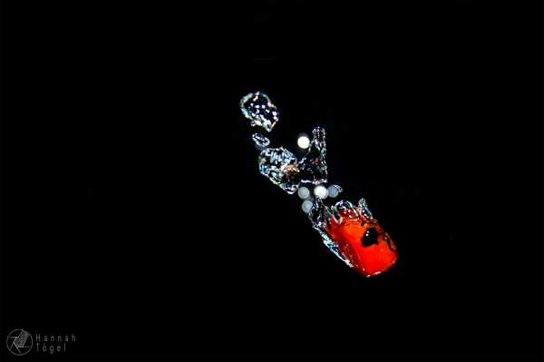 Bild von Nikon D7000, Nikon AF-S DX NIKKOR 18-105 mm 1:3.5-5.6G ED VR