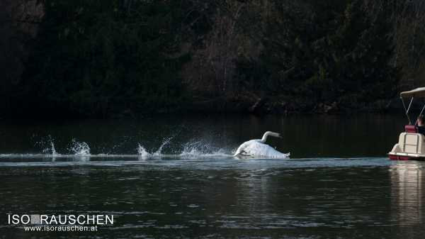 Bild von Tausend-Gulden-Schuss