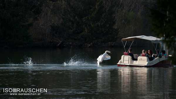 Bild von Tausend-Gulden-Schuss