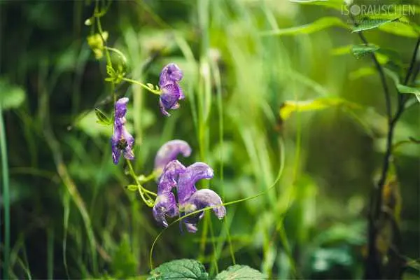 Bild von A blog post a day XVI - Alpenblumen