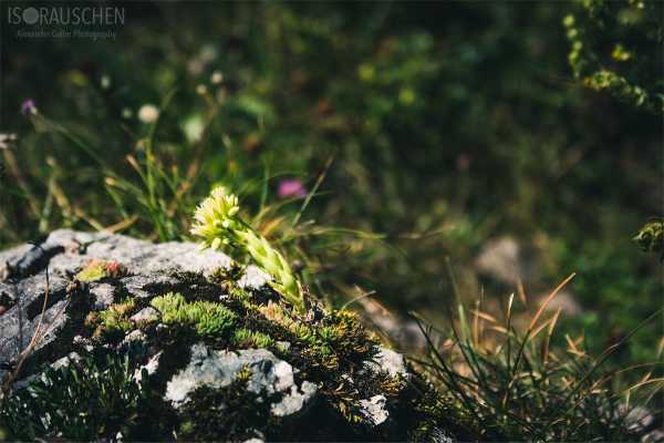 Bild von A blog post a day XVI - Alpenblumen