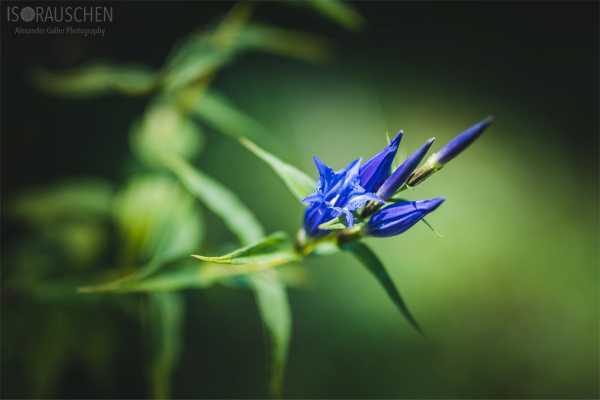 Bild von A blog post a day XVI - Alpenblumen