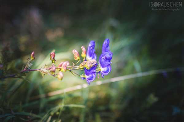 Bild von A blog post a day XVI - Alpenblumen