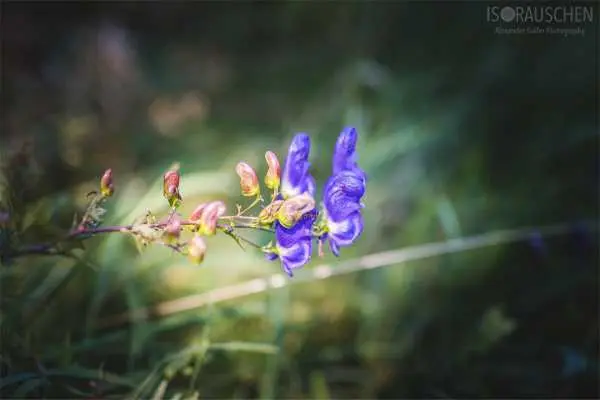 Bild von A blog post a day XVI - Alpenblumen