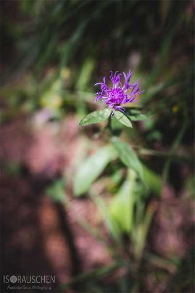 Bild von A blog post a day XVI - Alpenblumen