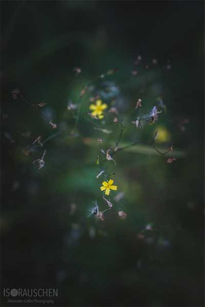 Bild von A blog post a day XVI - Alpenblumen