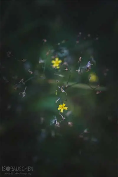 Bild von A blog post a day XVI - Alpenblumen