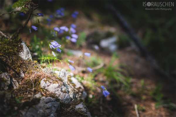 Bild von A blog post a day XVI - Alpenblumen