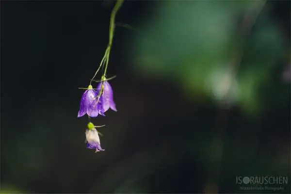 Bild von A blog post a day XVI - Alpenblumen