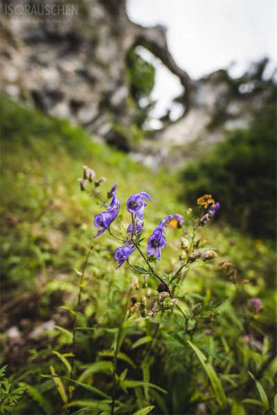 Bild von A blog post a day XVI - Alpenblumen