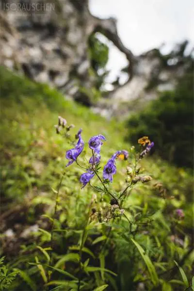 Bild von A blog post a day XVI - Alpenblumen