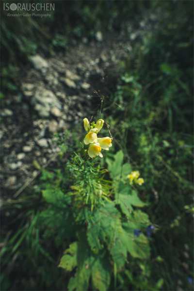 Bild von A blog post a day XVI - Alpenblumen