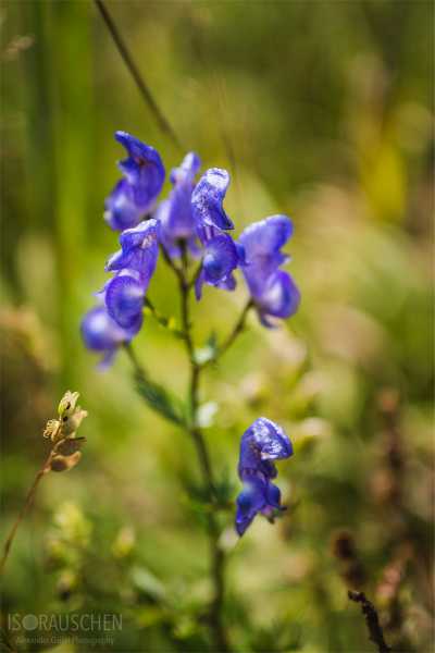 Bild von A blog post a day XVI - Alpenblumen