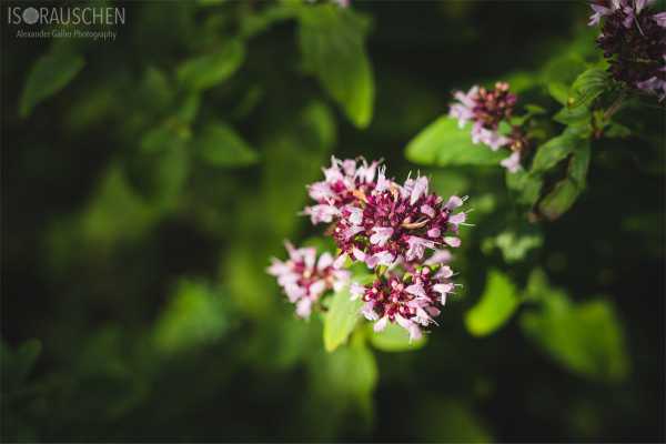 Bild von A blog post a day XVI - Alpenblumen