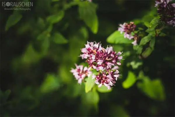 Bild von A blog post a day XVI - Alpenblumen