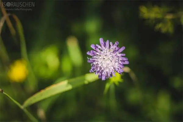 Bild von A blog post a day XVI - Alpenblumen