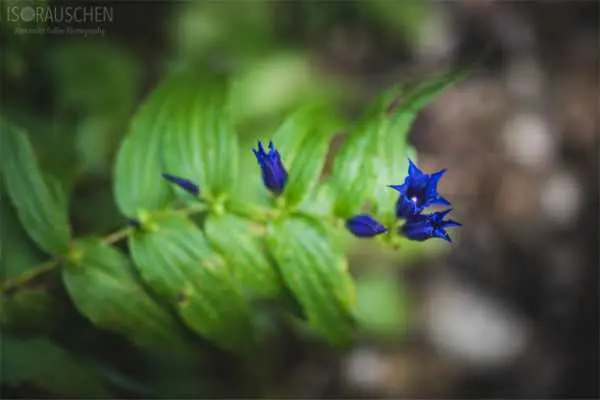 Bild von A blog post a day XVI - Alpenblumen