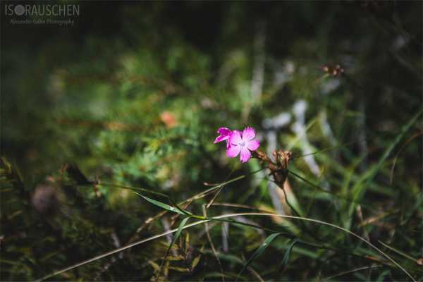 Bild von A blog post a day XVI - Alpenblumen